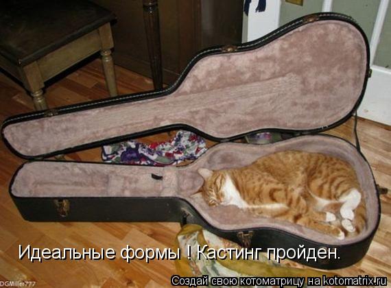 Идеальные формы ! Кастинг пройден.... Котоматрица: Идеальные формы ! Кастинг пройден.