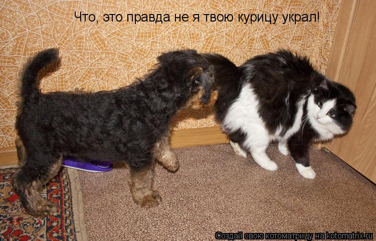 Что, это правда не я твою курицу украл!... Котоматрица: Что, это правда не я твою курицу украл!