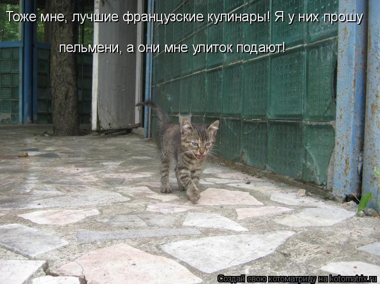 Котоматрица: Тоже мне, лучшие французские кулинары! Я у них прошу пельмени, а они мне улиток подают!
