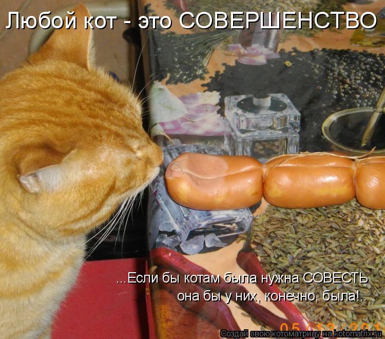 Любой кот - это СОВЕРШЕНСТВО ...Если бы котам была нужна СОВЕСТЬ она бы у них, конечно, была!..... Котоматрица: Любой кот - это СОВЕРШЕНСТВО ...Если бы котам была нужна СОВЕСТЬ она бы у них, конечно, была!..