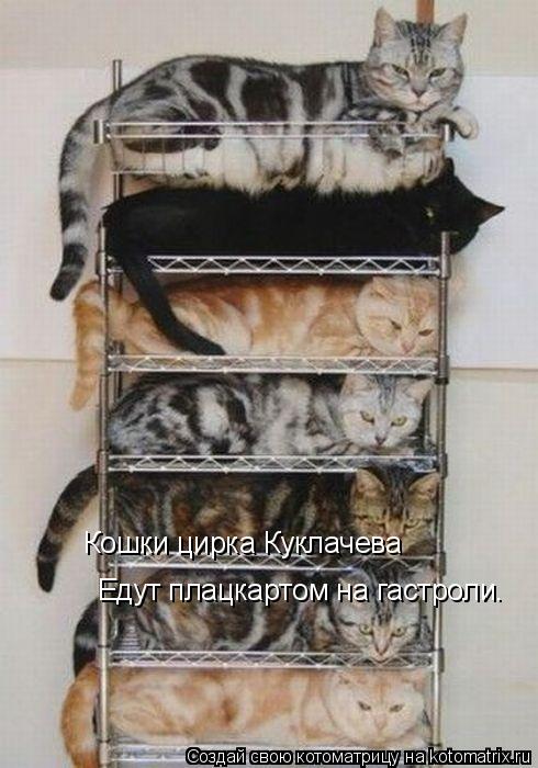 Кошки цирка Куклачева Едут плацкартом на гастроли.... Котоматрица: Кошки цирка Куклачева Едут плацкартом на гастроли.
