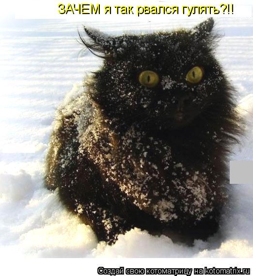 Котоматрица: ЗАЧЕМ я так рвался гулять?!!