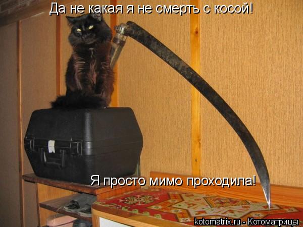 Котоматрица: Да не какая я не смерть с косой! Я просто мимо проходила!