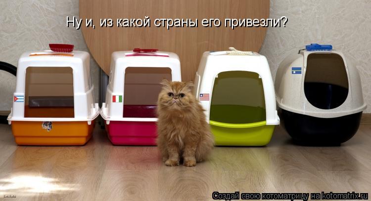Ну и, из какой страны его привезли?... Котоматрица: Ну и, из какой страны его привезли?
