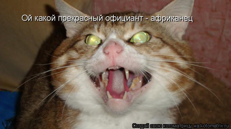 Ой какой прекрасный официант - африканец... Котоматрица: Ой какой прекрасный официант - африканец