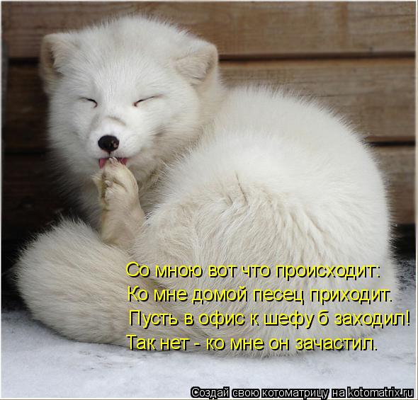 Так нет - ко мне он зачастил. Пусть в офис к шефу б заходил! Ко мне домой песец приходит. Со мною вот... Котоматрица: Так нет - ко мне он зачастил. Пусть в офис к шефу б заходил! Ко мне домой песец приходит. Со мною вот что происходит: