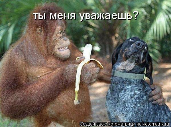 Котоматрица: ты меня уважаешь?