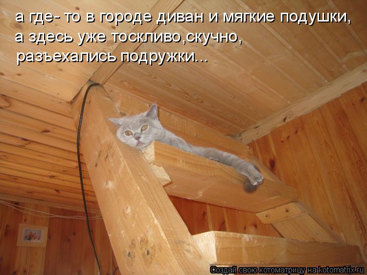 а где- то в городе диван и мягкие подушки, а здесь уже тоскливо,скучно, разъехались подружки...... Котоматрица: а где- то в городе диван и мягкие подушки, а здесь уже тоскливо,скучно, разъехались подружки...