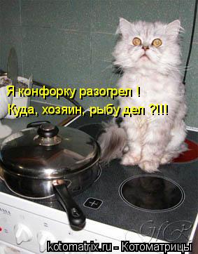 Я конфорку разогрел ! Куда, хозяин, рыбу дел ?!!!... Котоматрица: Я конфорку разогрел ! Куда, хозяин, рыбу дел ?!!!