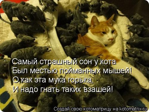 Котоматрица: Самый страшный сон у кота Был местью пойманных мышей! О,как эта мука горька, И надо гнать таких взашей!