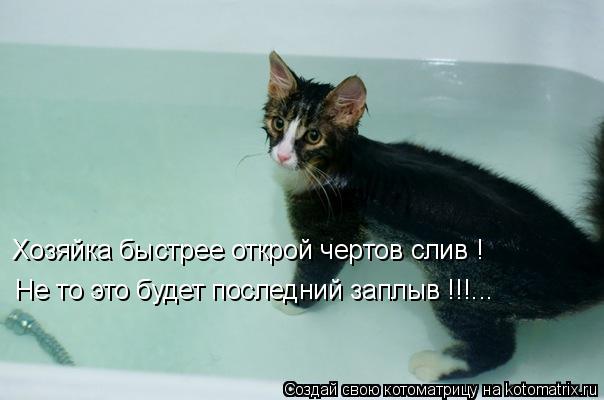 Котоматрица: Хозяйка быстрее открой чертов слив ! Не то это будет последний заплыв !!!...