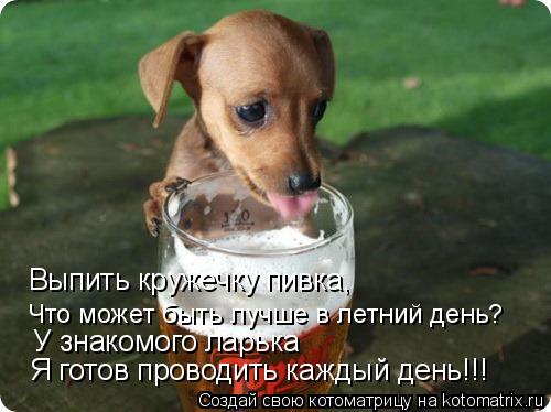 Выпить кружечку пивка, Что может быть лучше в летний день? У знакомого ларька Я готов проводить кажды... Котоматрица: Выпить кружечку пивка, Что может быть лучше в летний день? У знакомого ларька Я готов проводить каждый день!!!