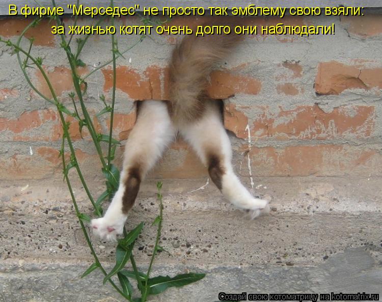 Котоматрица: за жизнью котят очень долго они наблюдали! В фирме "Мерседес" не просто так эмблему свою взяли: