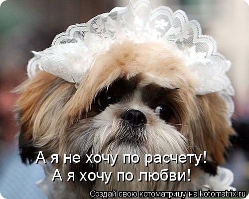 Котоматрица: А я не хочу по расчету! А я хочу по любви!