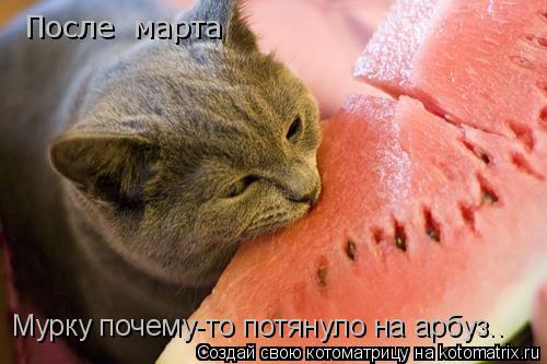 Мурку почему-то потянуло на арбуз.. После марта... Котоматрица: Мурку почему-то потянуло на арбуз.. После марта