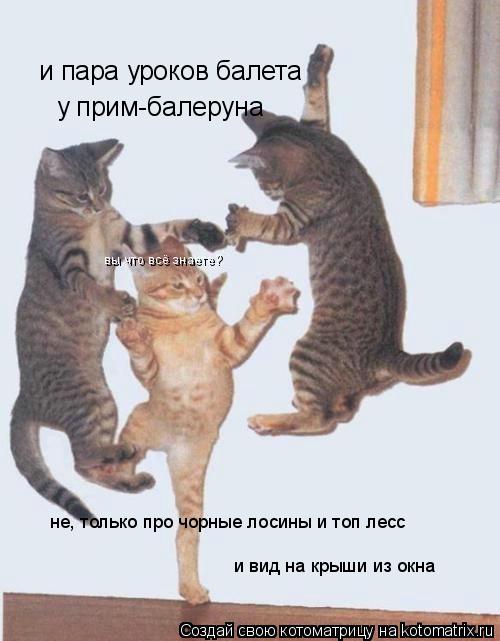 Котоматрица: и пара уроков балета у прим-балеруна вы что всё знаете? не, только про чорные лосины и топ лесс и вид на крыши из окна
