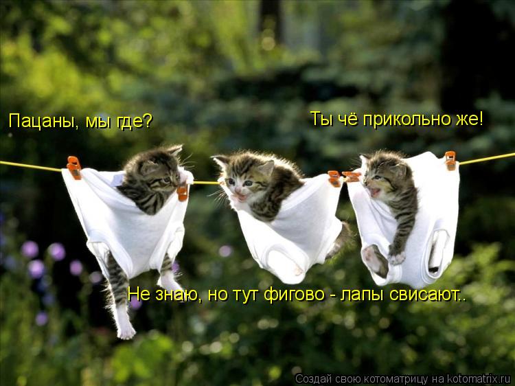 Пацаны, мы где? Не знаю, но тут фигово - лапы свисают.. Ты чё прикольно же!... Котоматрица: Пацаны, мы где? Не знаю, но тут фигово - лапы свисают.. Ты чё прикольно же!