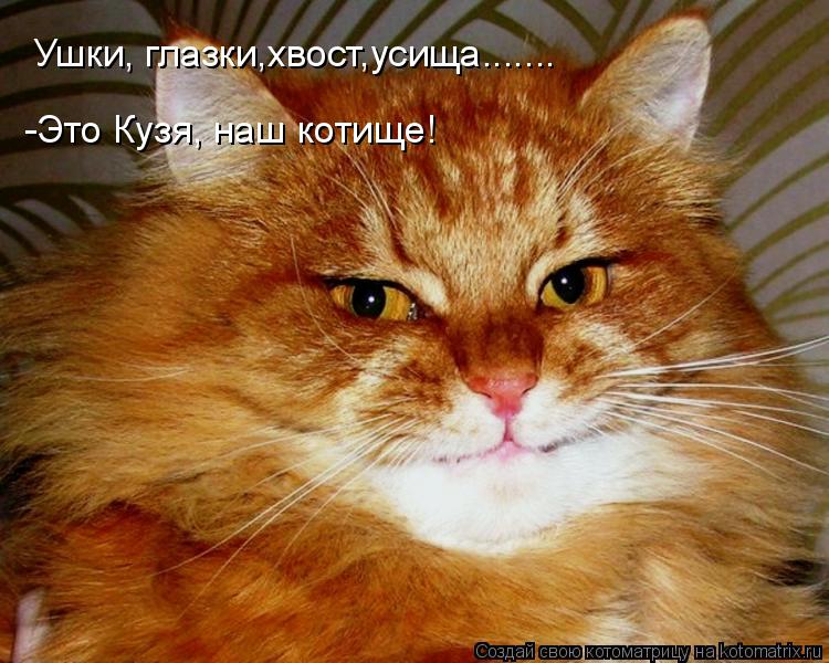 Ушки, глазки,хвост,усища....... -Это Кузя, наш котище!... Котоматрица: Ушки, глазки,хвост,усища....... -Это Кузя, наш котище!
