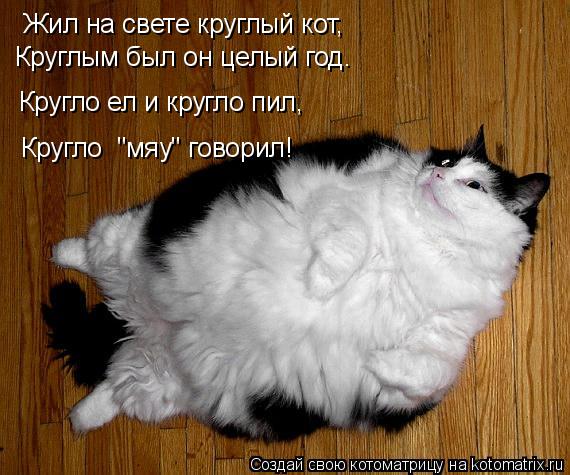 Жил на свете круглый кот, Круглым был он целый год. Кругло ел и кругло пил, Кругло "мяу" говорил!... Котоматрица: Жил на свете круглый кот, Круглым был он целый год. Кругло ел и кругло пил, Кругло "мяу" говорил!