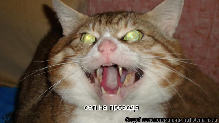 Котоматрица: сел на провода