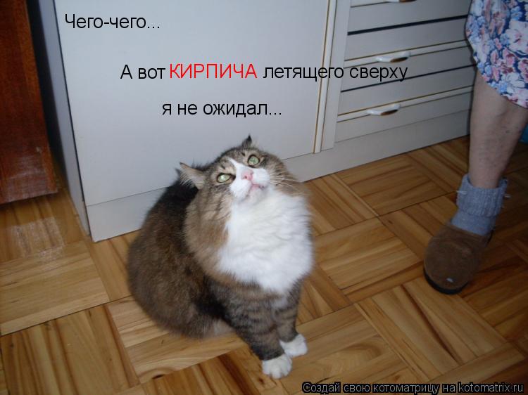 Котоматрица: Чего-чего...  А вот  КИРПИЧА летящего сверху я не ожидал...