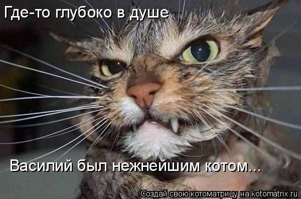 Где-то глубоко в душе Василий был нежнейшим котом...... Котоматрица: Где-то глубоко в душе Василий был нежнейшим котом...