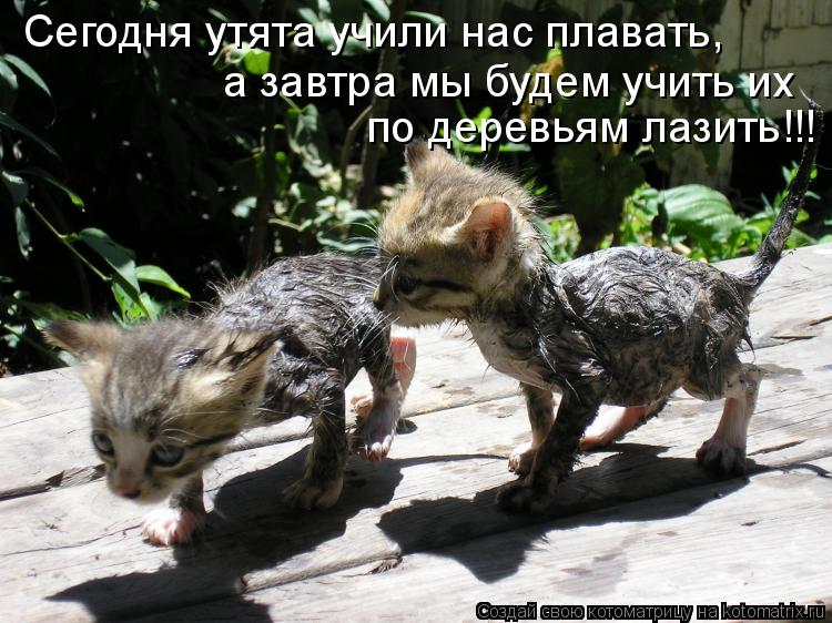 Сегодня утята учили нас плавать, по деревьям лазить!!! а завтра мы будем учить их... Котоматрица: Сегодня утята учили нас плавать, по деревьям лазить!!! а завтра мы будем учить их