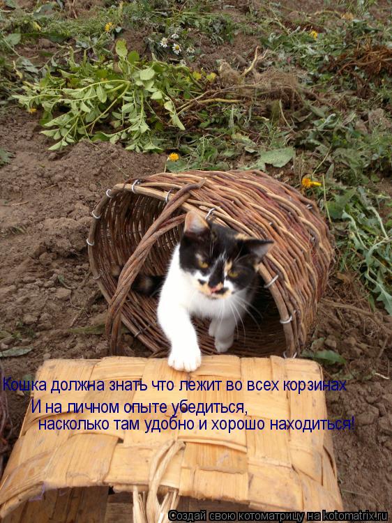Кошка должна знать что лежит во всех корзинах И на личном опыте убедиться, насколько там удобно и хор... Котоматрица: Кошка должна знать что лежит во всех корзинах И на личном опыте убедиться, насколько там удобно и хорошо находиться!