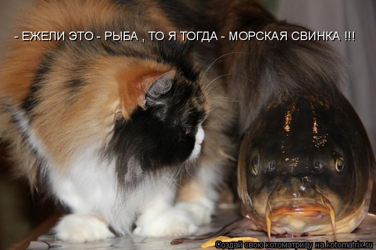 - ЕЖЕЛИ ЭТО - РЫБА , ТО Я ТОГДА - МОРСКАЯ СВИНКА !!!... Котоматрица: - ЕЖЕЛИ ЭТО - РЫБА , ТО Я ТОГДА - МОРСКАЯ СВИНКА !!!