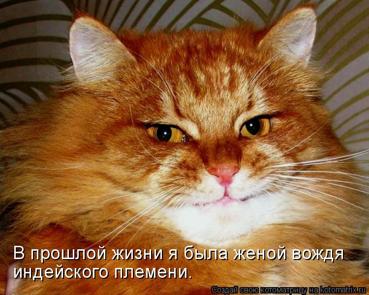 Котоматрица: В прошлой жизни я была женой вождя индейского племени.