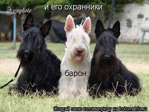 барон и его охранники... Котоматрица: барон и его охранники