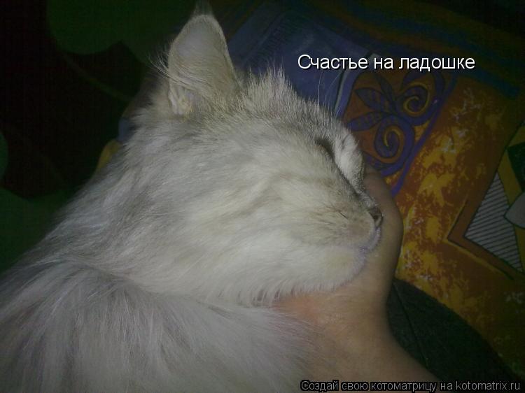 Котоматрица: Счастье на ладошке