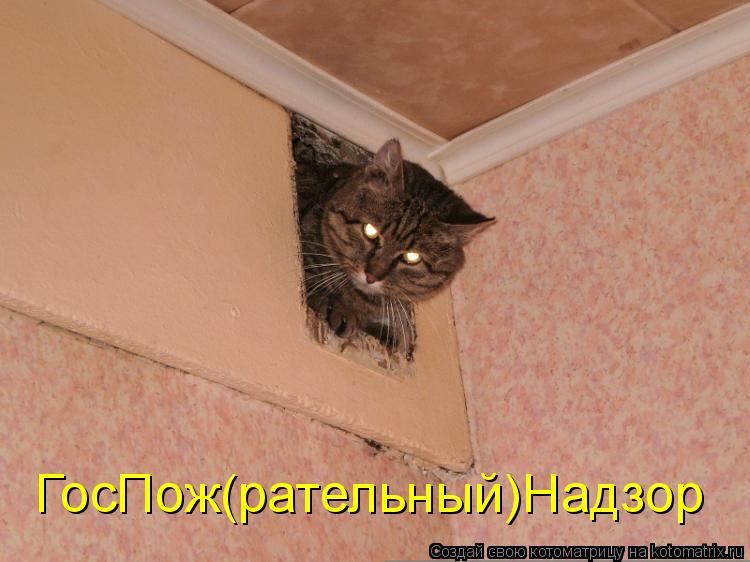 ГосПож(рательный)Надзор... Котоматрица: ГосПож(рательный)Надзор