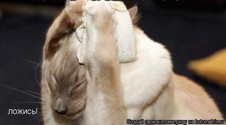 ложись!... Котоматрица: ложись!