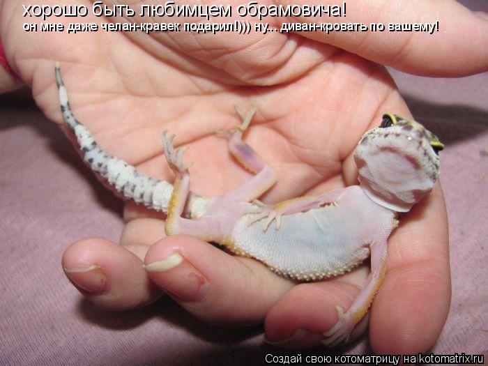 хорошо быть любимцем обрамовича! он мне даже челан-кравек подарил!))) ну... диван-кровать по вашему!... Котоматрица: хорошо быть любимцем обрамовича! он мне даже челан-кравек подарил!))) ну... диван-кровать по вашему!