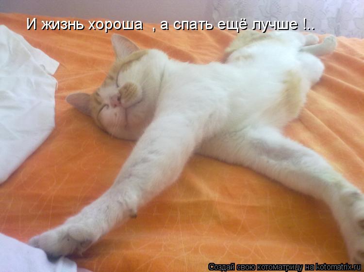 И жизнь хороша , а спать ещё лучше !..... Котоматрица: И жизнь хороша , а спать ещё лучше !..