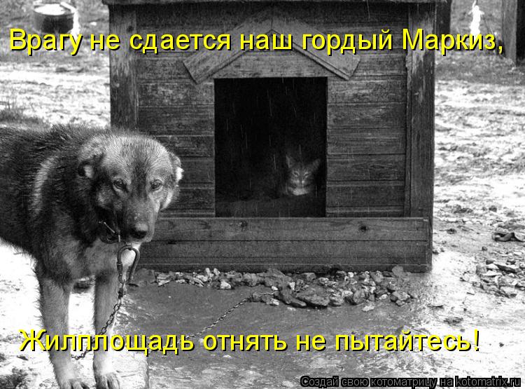 Врагу не сдается наш гордый Маркиз, Жилплощадь отнять не пытайтесь!... Котоматрица: Врагу не сдается наш гордый Маркиз, Жилплощадь отнять не пытайтесь!