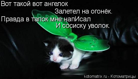 Вот такой вот ангелок Залетел на огонёк. Правда в тапок мне напИсал И сосиску уволок.... Котоматрица: Вот такой вот ангелок Залетел на огонёк. Правда в тапок мне напИсал И сосиску уволок.