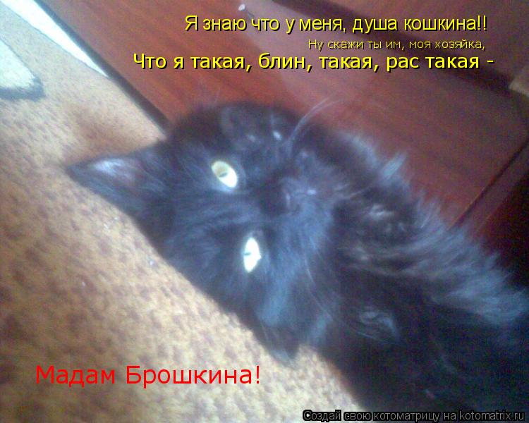 Я знаю что у меня, душа кошкина!! Ну скажи ты им, моя хозяйка, Что я такая, блин, такая, рас такая -... Котоматрица: Я знаю что у меня, душа кошкина!! Ну скажи ты им, моя хозяйка, Что я такая, блин, такая, рас такая - Мадам Брошкина!
