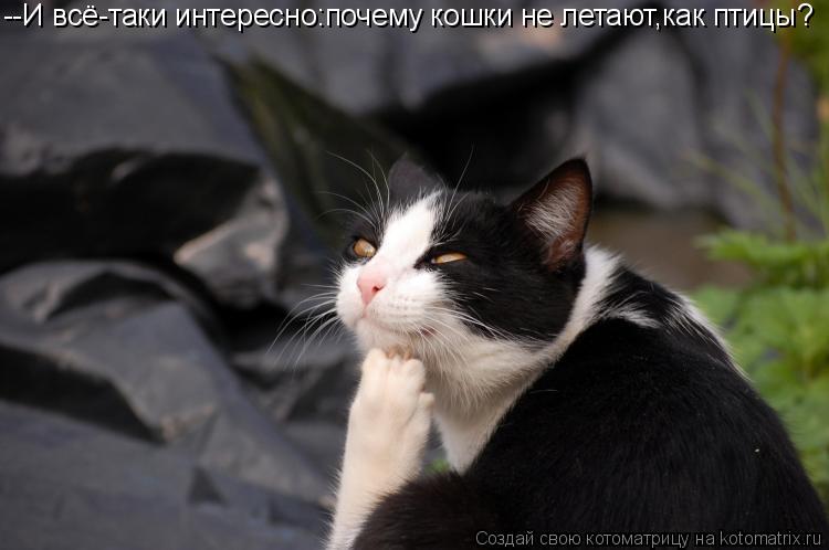 --И всё-таки интересно:почему кошки не летают,как птицы?... Котоматрица: --И всё-таки интересно:почему кошки не летают,как птицы?