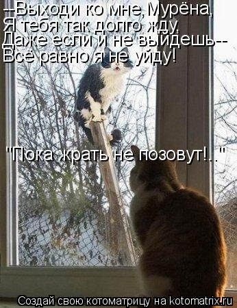 Котоматрица: --Выходи ко мне,Мурёна, Я тебя так долго жду, Даже если и не выйдешь-- Всё равно я не уйду! "Пока жрать не позовут!.."