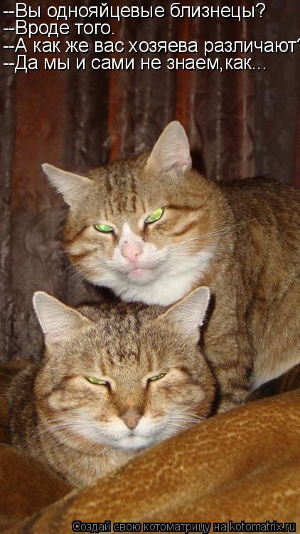 Котоматрица: --Вы однояйцевые близнецы? --Вроде того. --А как же вас хозяева различают? --Да мы и сами не знаем,как...