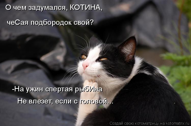 -На ужин спертая рыбИна Не влезет, если с головой... О чем задумался, КОТИНА, чеСая подбородок свой?... Котоматрица: -На ужин спертая рыбИна Не влезет, если с головой... О чем задумался, КОТИНА, чеСая подбородок свой?