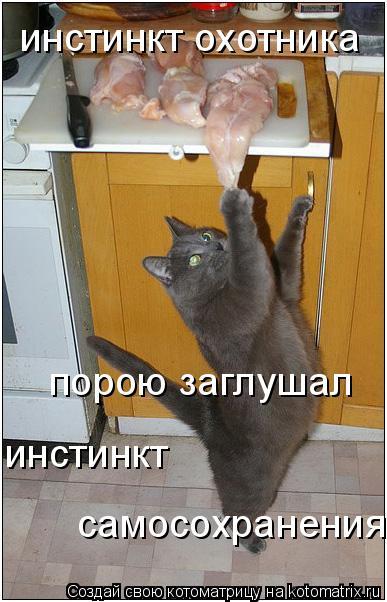 инстинкт охотника порою заглушал инстинкт самосохранения... Котоматрица: инстинкт охотника порою заглушал инстинкт самосохранения