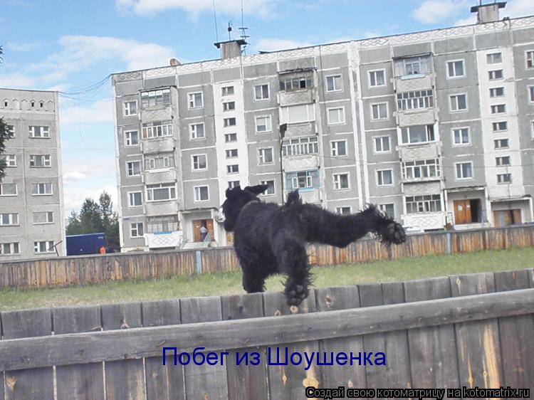 Побег из Шоушенка... Котоматрица: Побег из Шоушенка