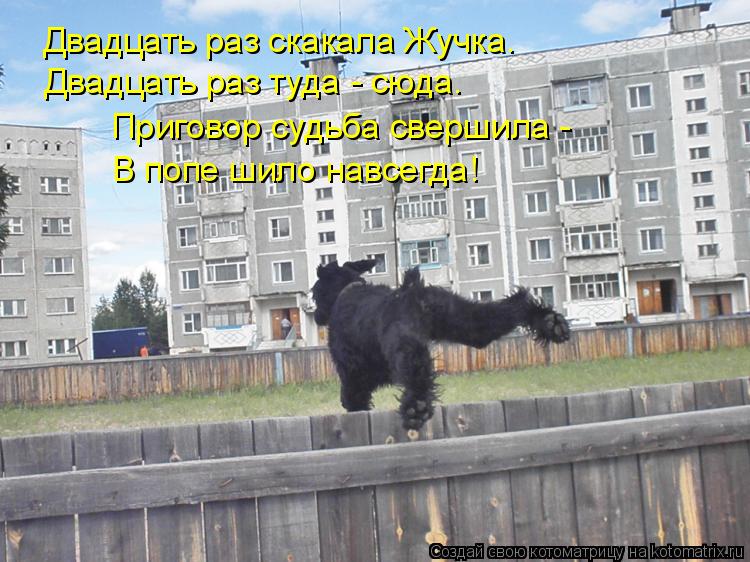 Двадцать раз скакала Жучка. Двадцать раз туда - сюда. Приговор судьба свершила - В попе шило навсегда... Котоматрица: Двадцать раз скакала Жучка. Двадцать раз туда - сюда. Приговор судьба свершила - В попе шило навсегда!