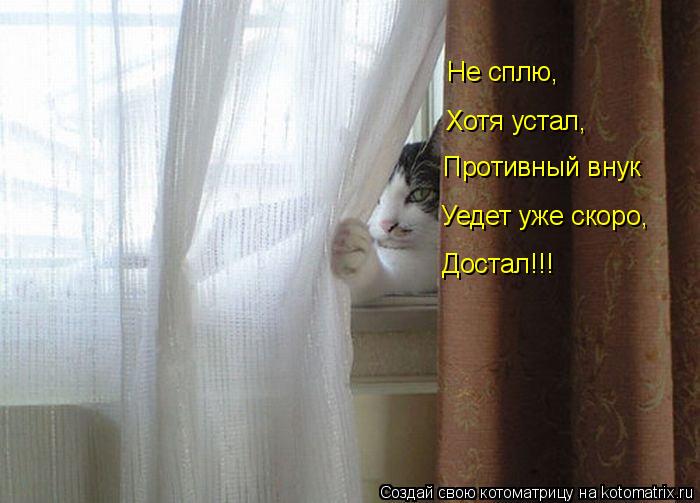 Не сплю, Хотя устал, Достал!!! Противный внук Уедет уже скоро,... Котоматрица: Не сплю, Хотя устал, Достал!!! Противный внук Уедет уже скоро,