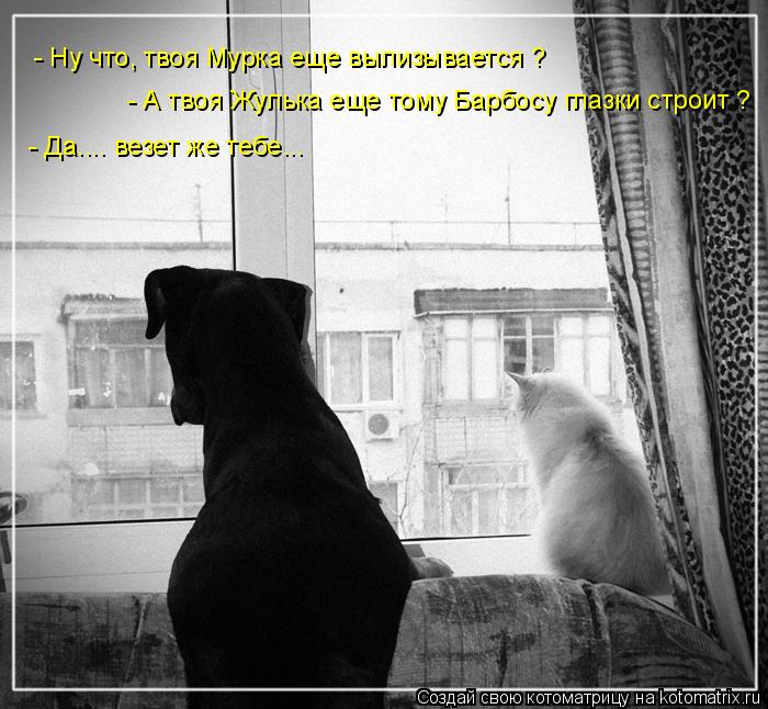 - Ну что, твоя Мурка еще вылизывается ? - А твоя Жулька еще тому Барбосу глазки строит ? - Да.... вез... Котоматрица: - Ну что, твоя Мурка еще вылизывается ? - А твоя Жулька еще тому Барбосу глазки строит ? - Да.... везет же тебе...