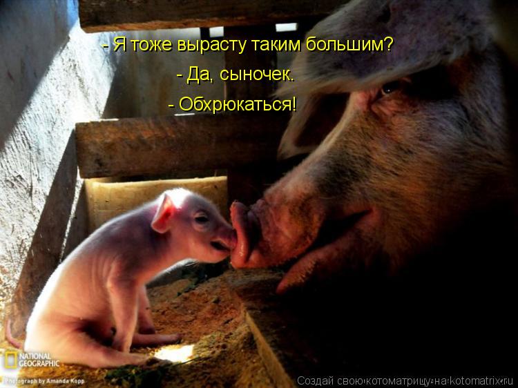 - Я тоже вырасту таким большим? - Да, сыночек. - Обхрюкаться!... Котоматрица: - Я тоже вырасту таким большим? - Да, сыночек. - Обхрюкаться!