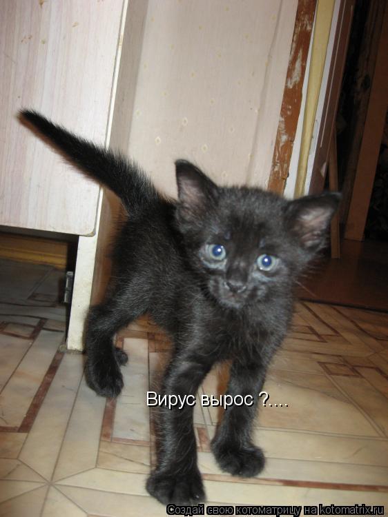 Котоматрица: Вирус вырос ?....